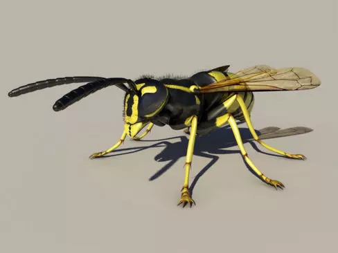Wasp Vespula 3D model_0