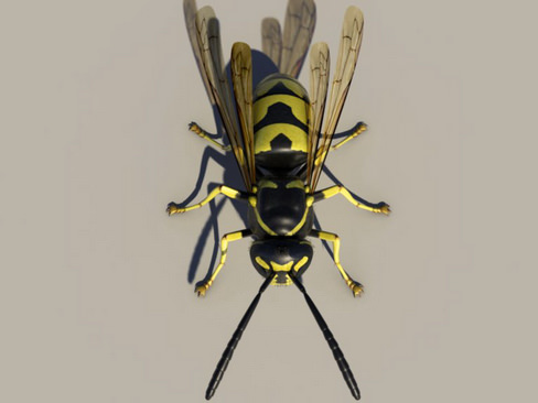 Wasp Vespula 3D model_5