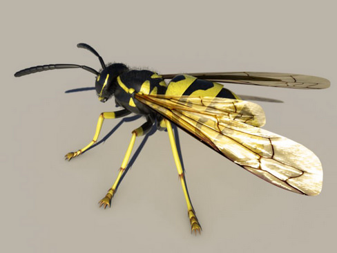 Wasp Vespula 3D model_3