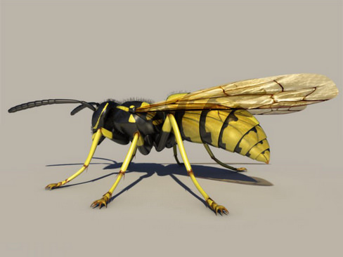 Wasp Vespula 3D model_2