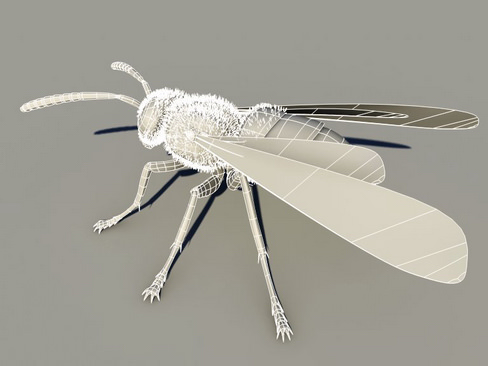 Wasp Vespula 3D model_9