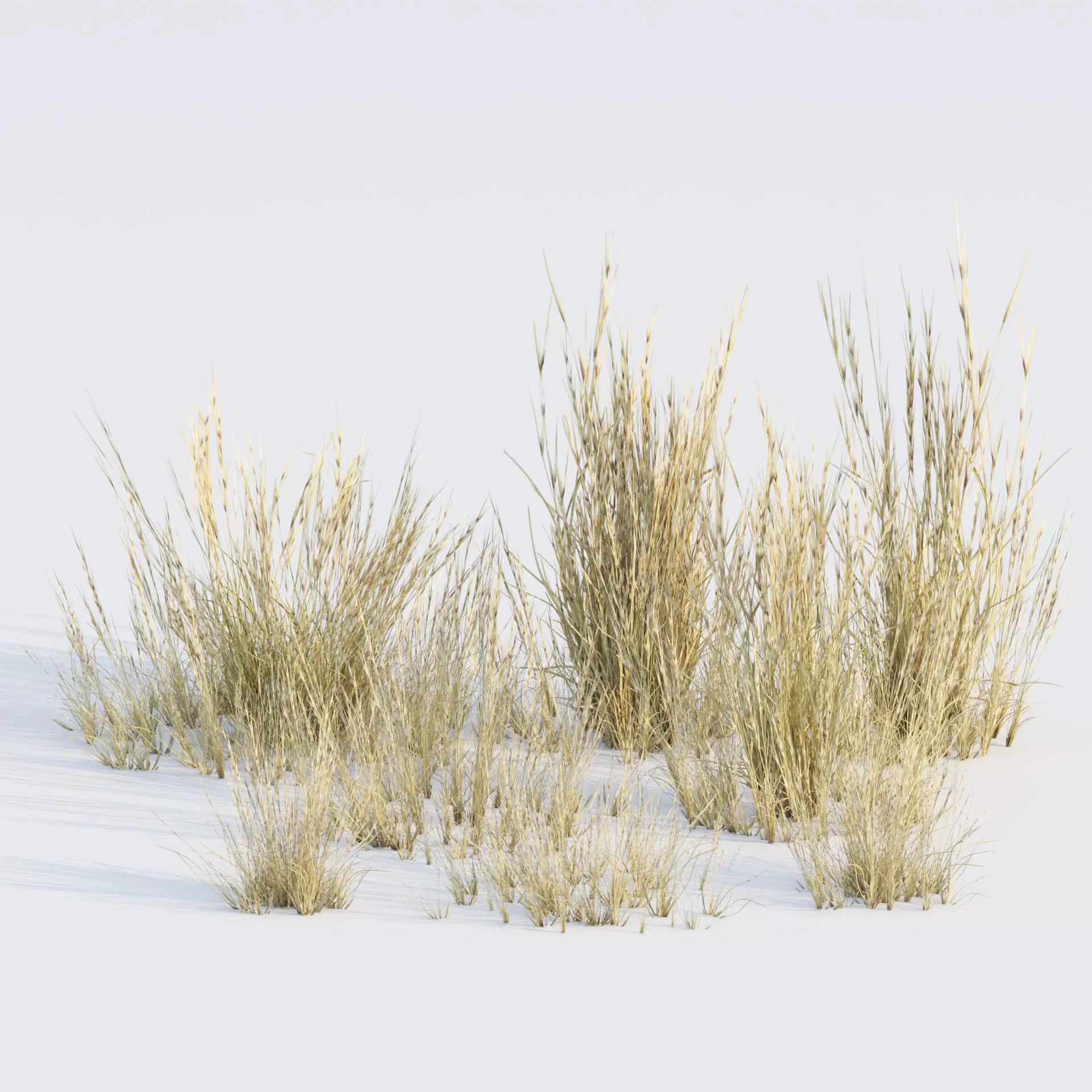 Low poly 3d wild dry grass collection vol 278 Low-poly 3D model_0