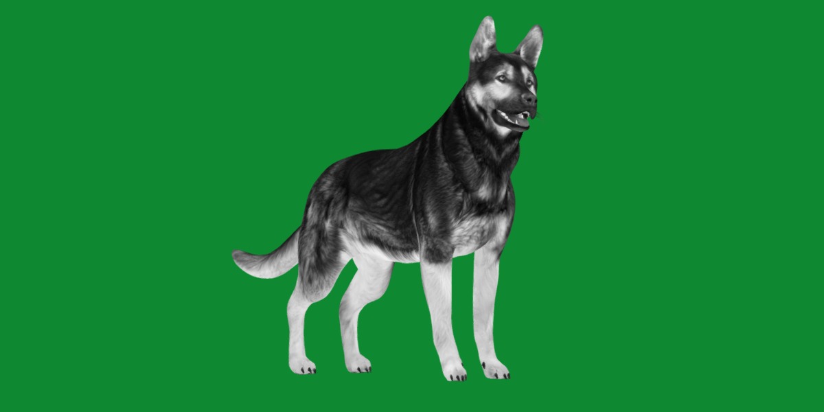 Shiloh Shepherd Dog Low-poly 3D model_15
