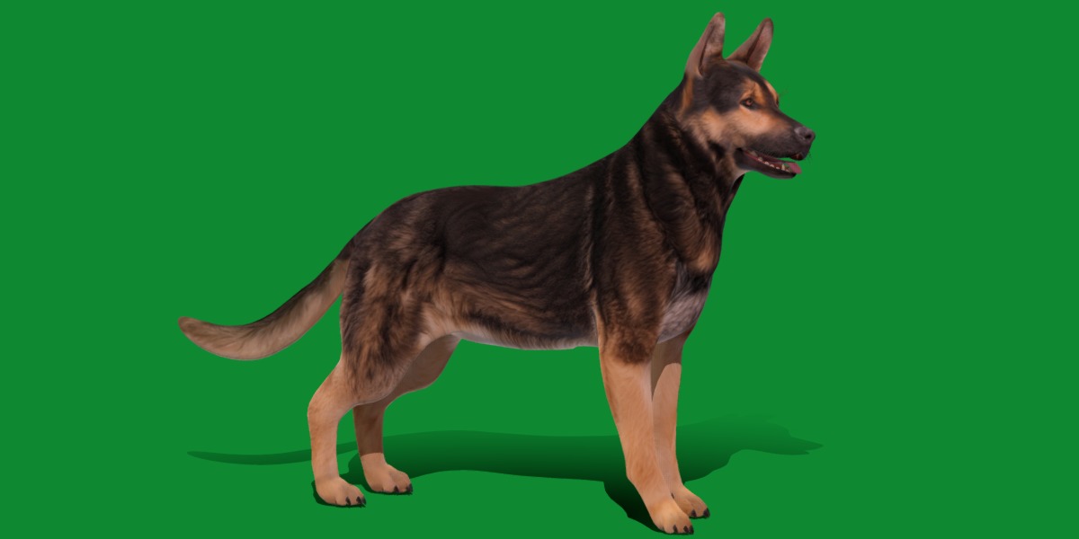 Shiloh Shepherd Dog Low-poly 3D model_30