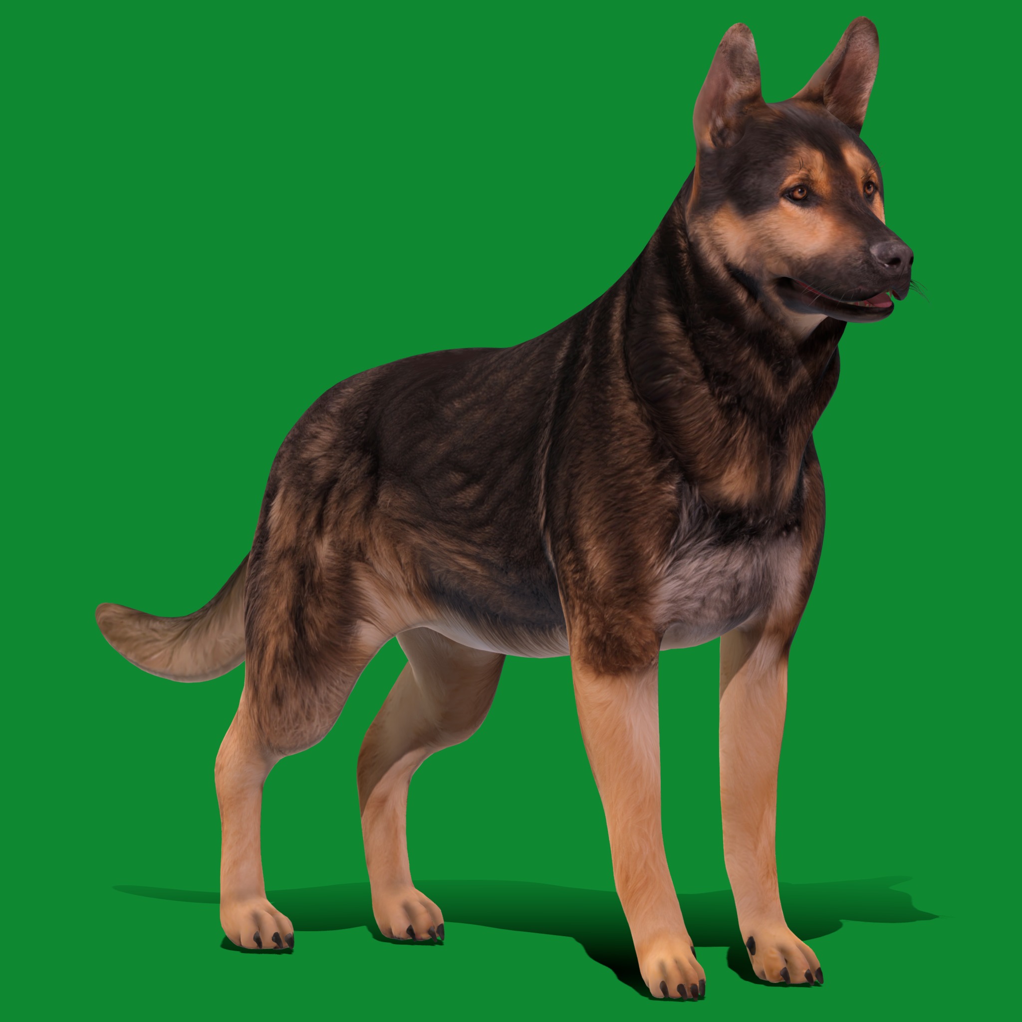 Shiloh Shepherd Dog Low-poly 3D model_27