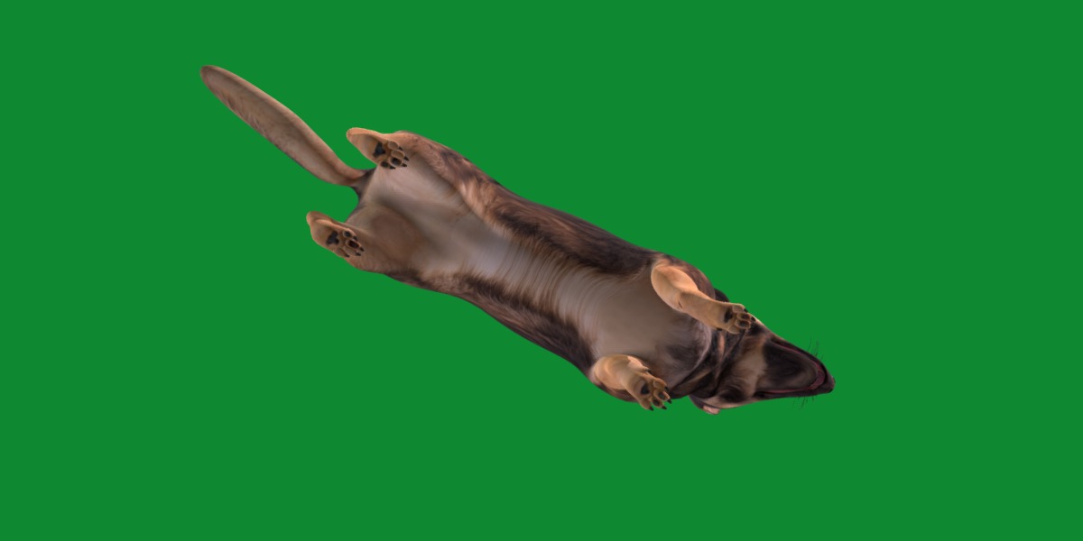 Shiloh Shepherd Dog Low-poly 3D model_31