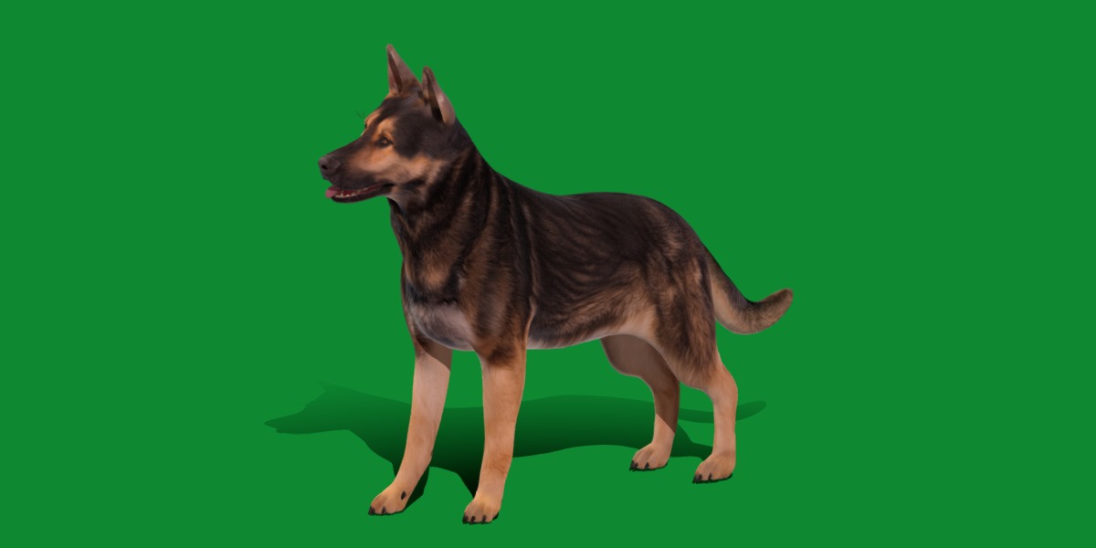 Shiloh Shepherd Dog Low-poly 3D model_34