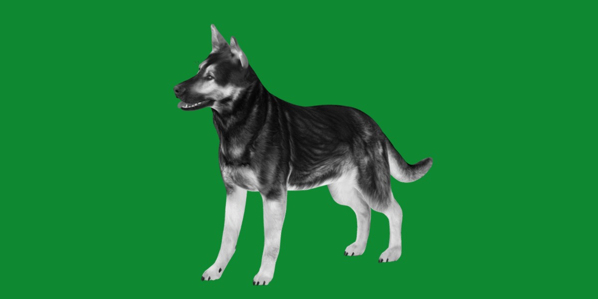 Shiloh Shepherd Dog Low-poly 3D model_14