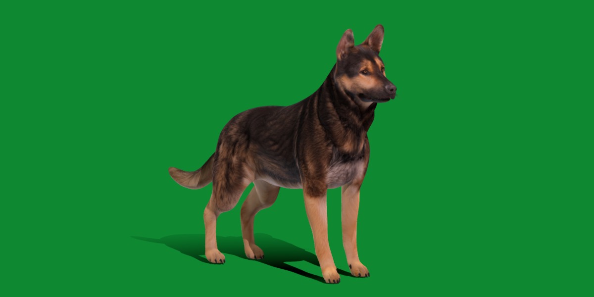Shiloh Shepherd Dog Low-poly 3D model_25