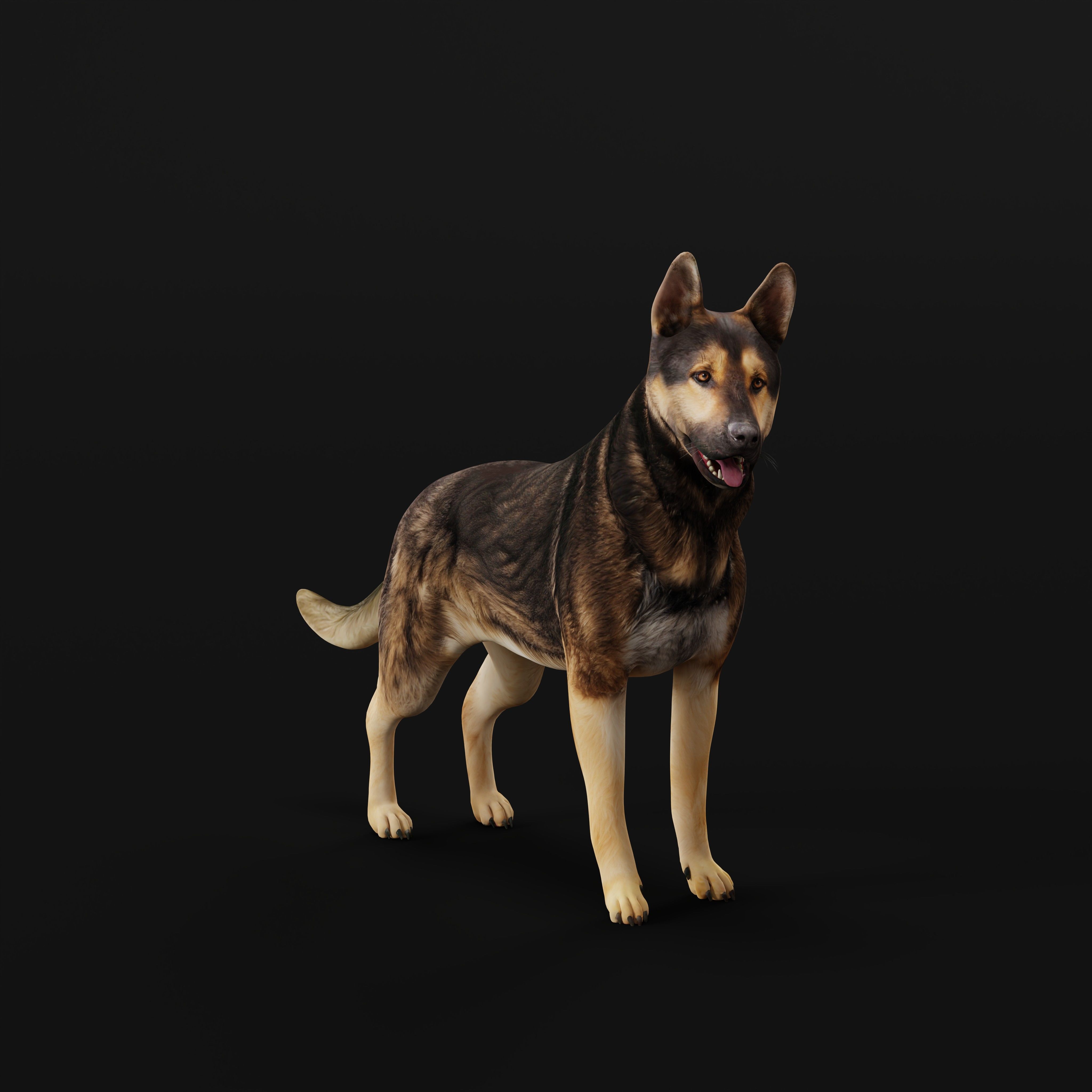 Shiloh Shepherd Dog Low-poly 3D model_11