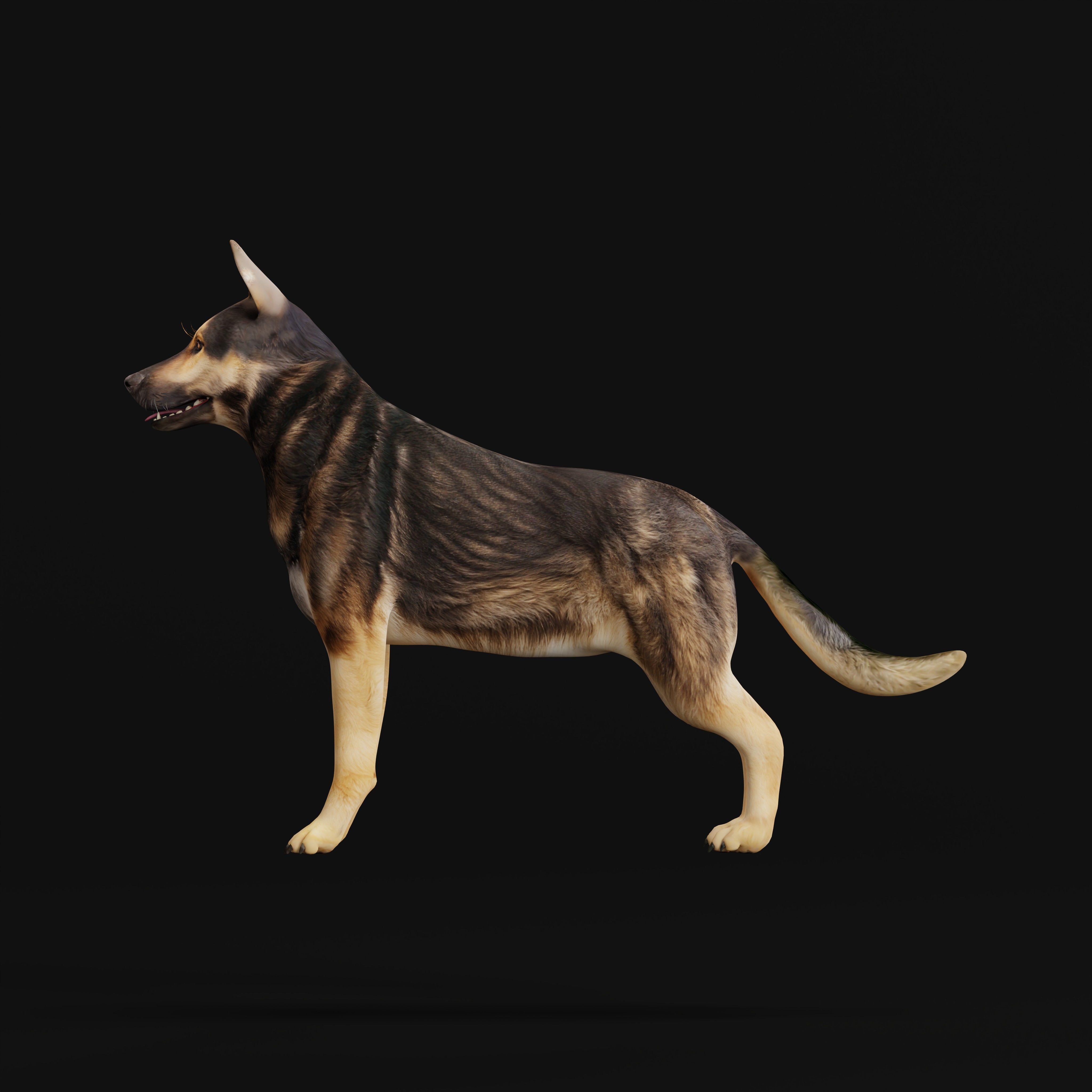 Shiloh Shepherd Dog Low-poly 3D model_39