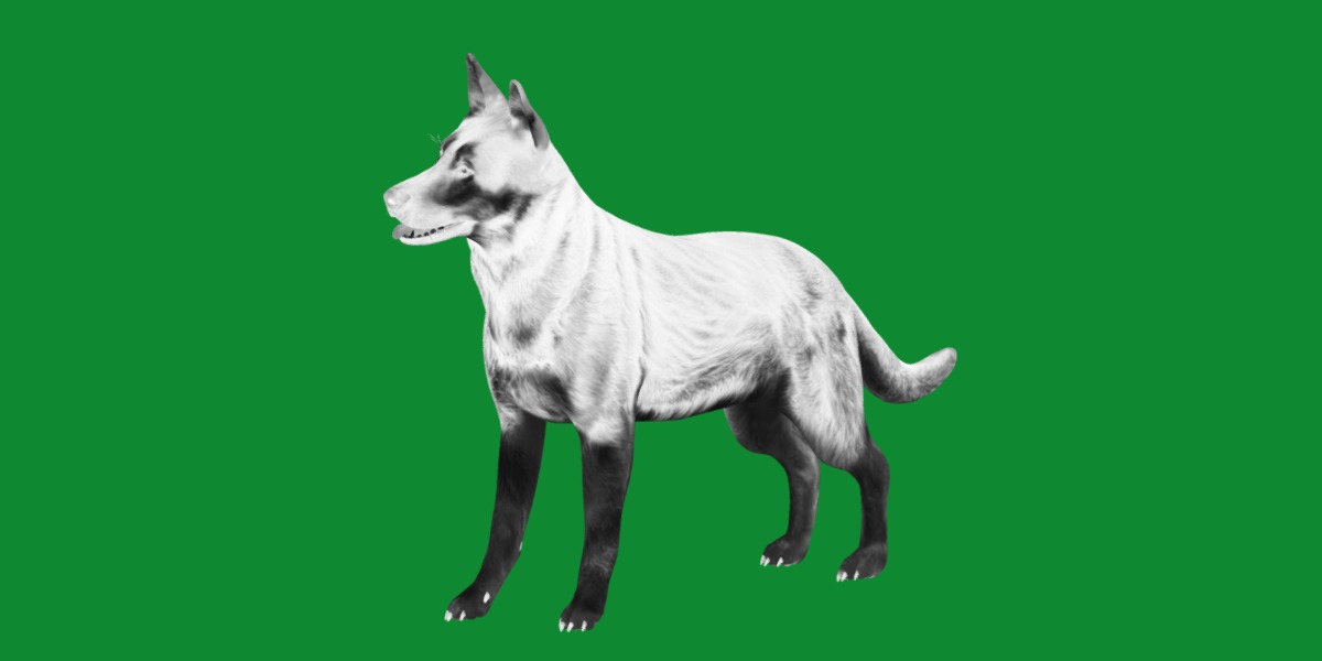 Shiloh Shepherd Dog Low-poly 3D model_13