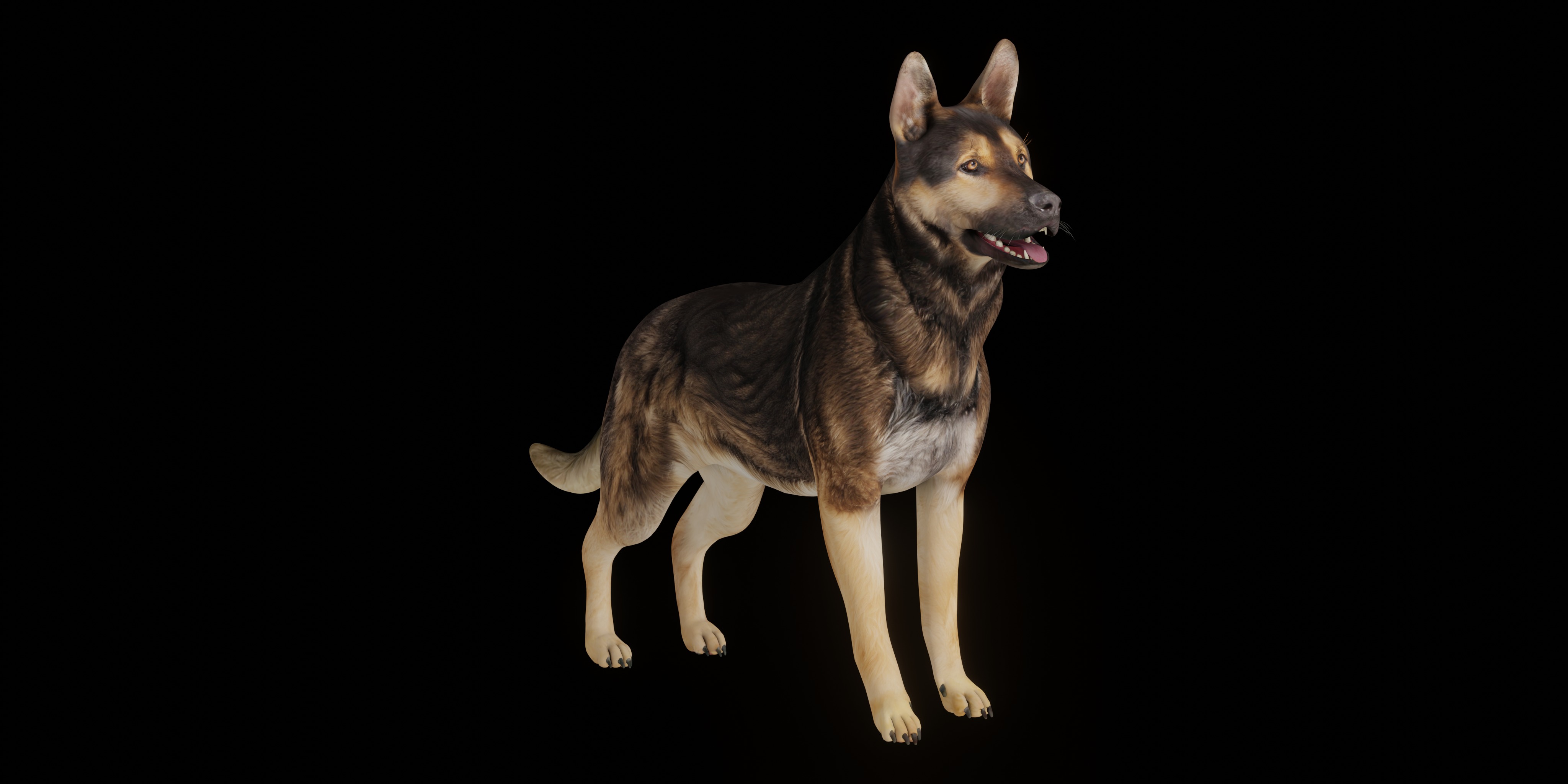 Shiloh Shepherd Dog Low-poly 3D model_4