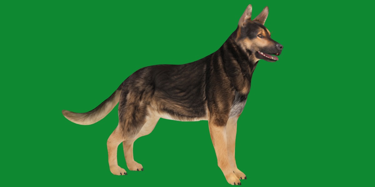 Shiloh Shepherd Dog Low-poly 3D model_29