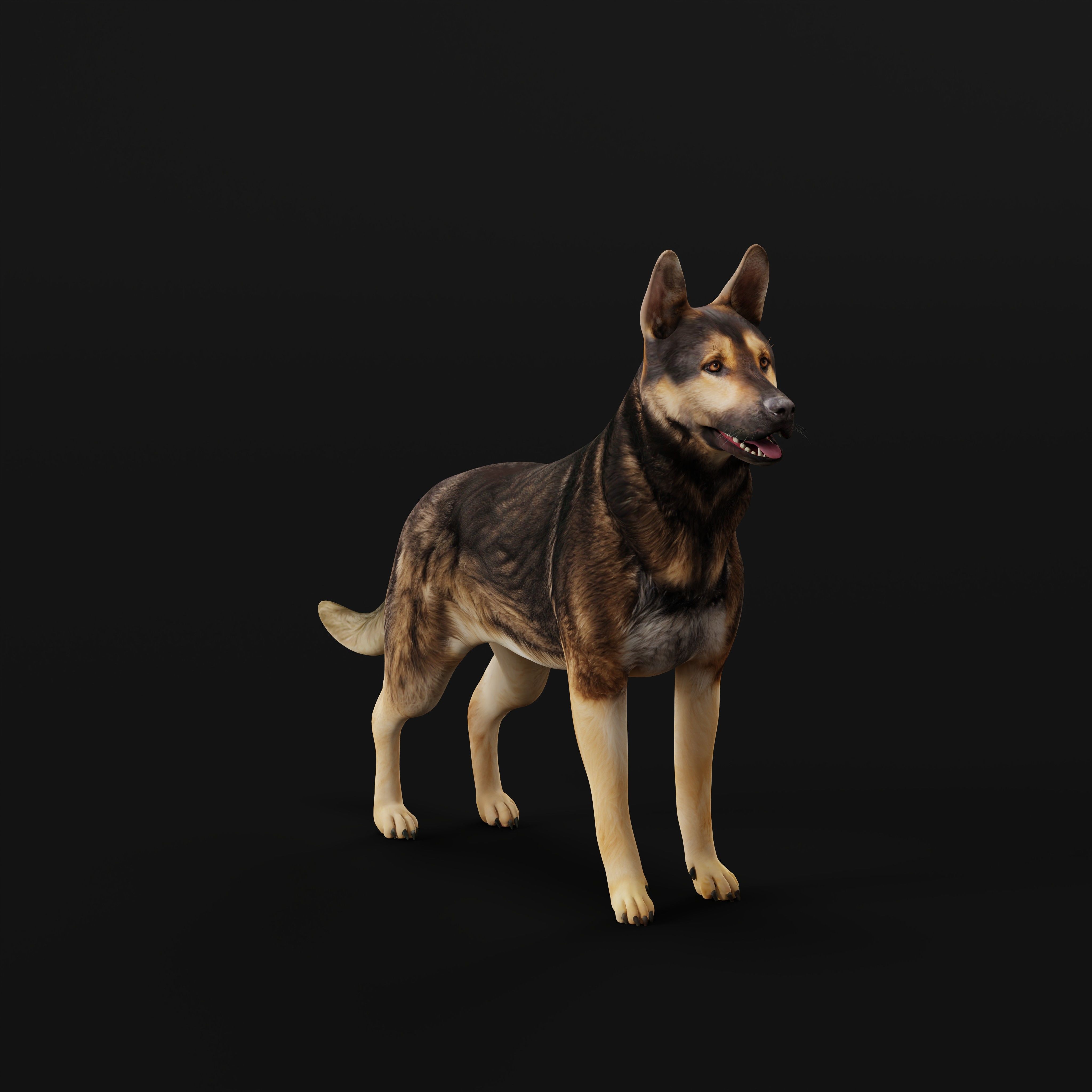 Shiloh Shepherd Dog Low-poly 3D model_7