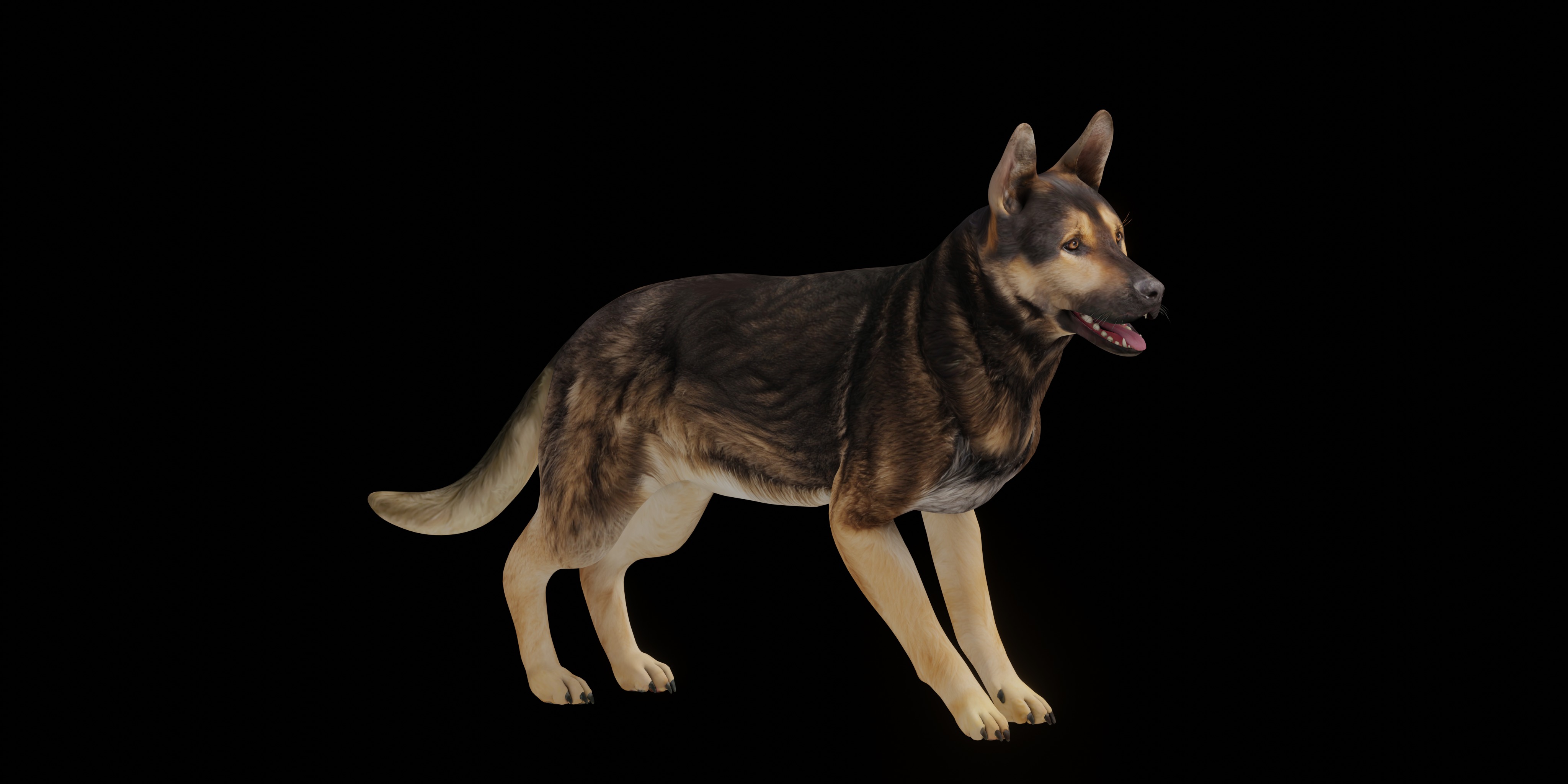 Shiloh Shepherd Dog Low-poly 3D model_5