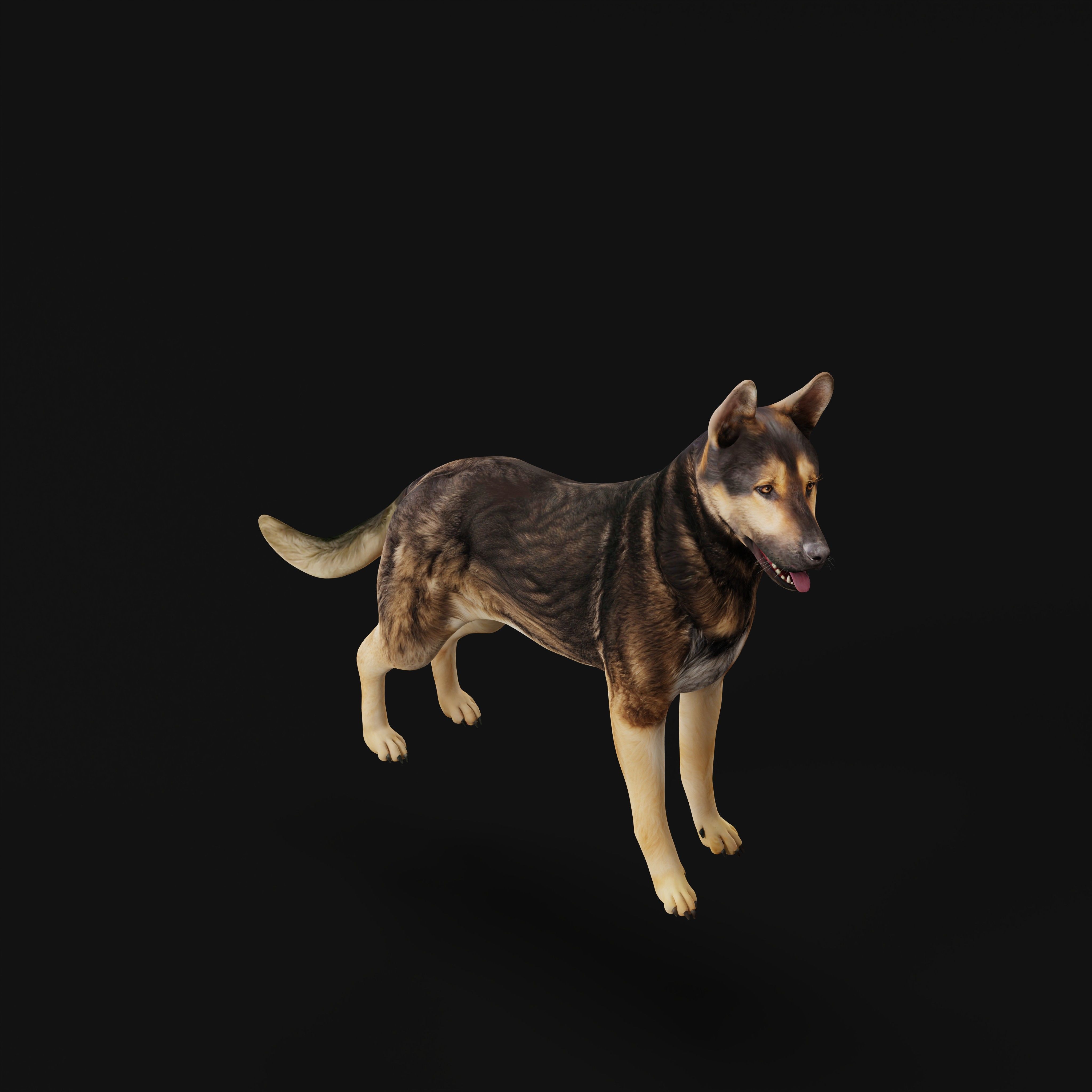 Shiloh Shepherd Dog Low-poly 3D model_37