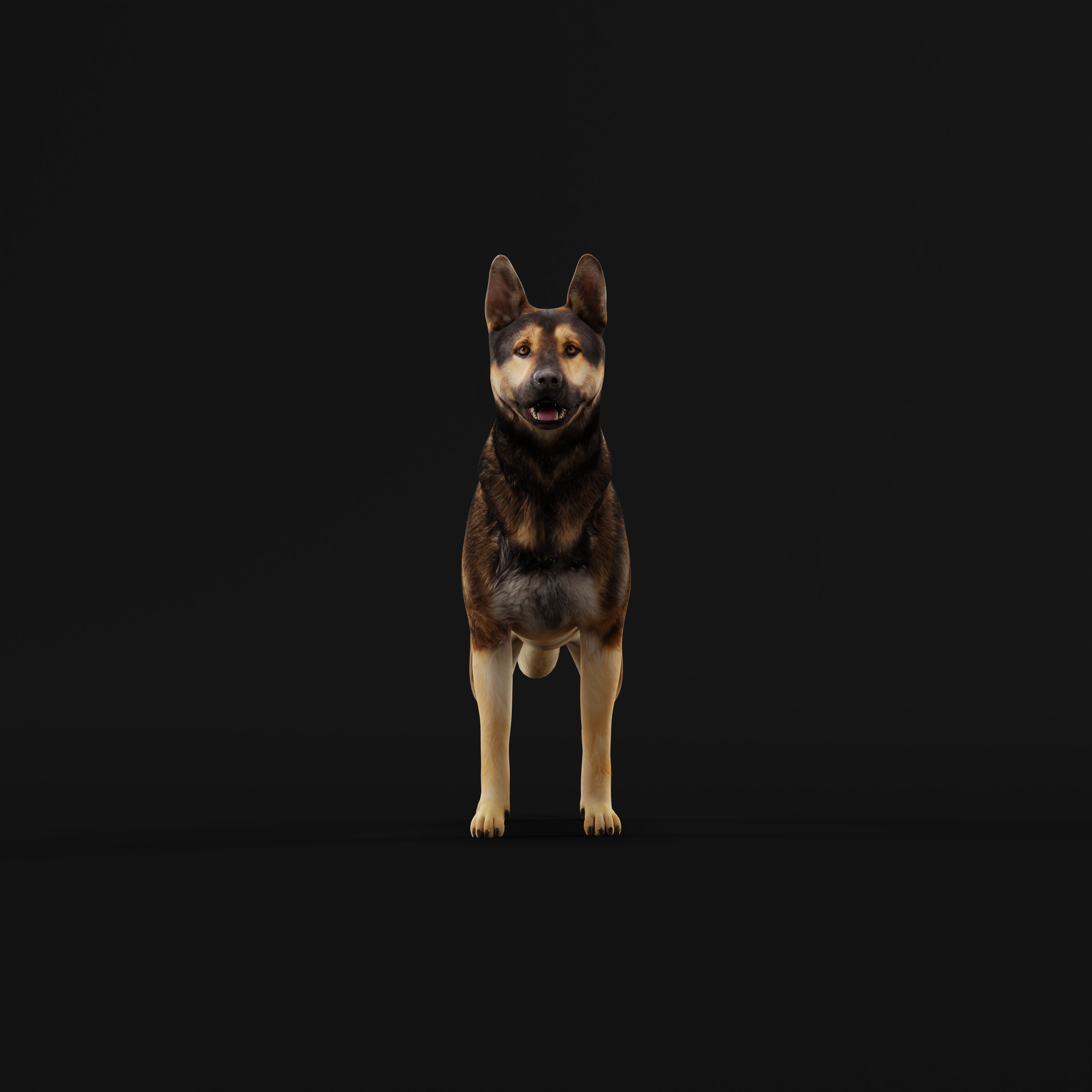 Shiloh Shepherd Dog Low-poly 3D model_6