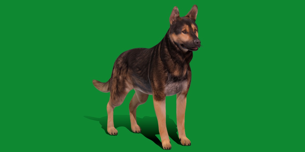 Shiloh Shepherd Dog Low-poly 3D model_2