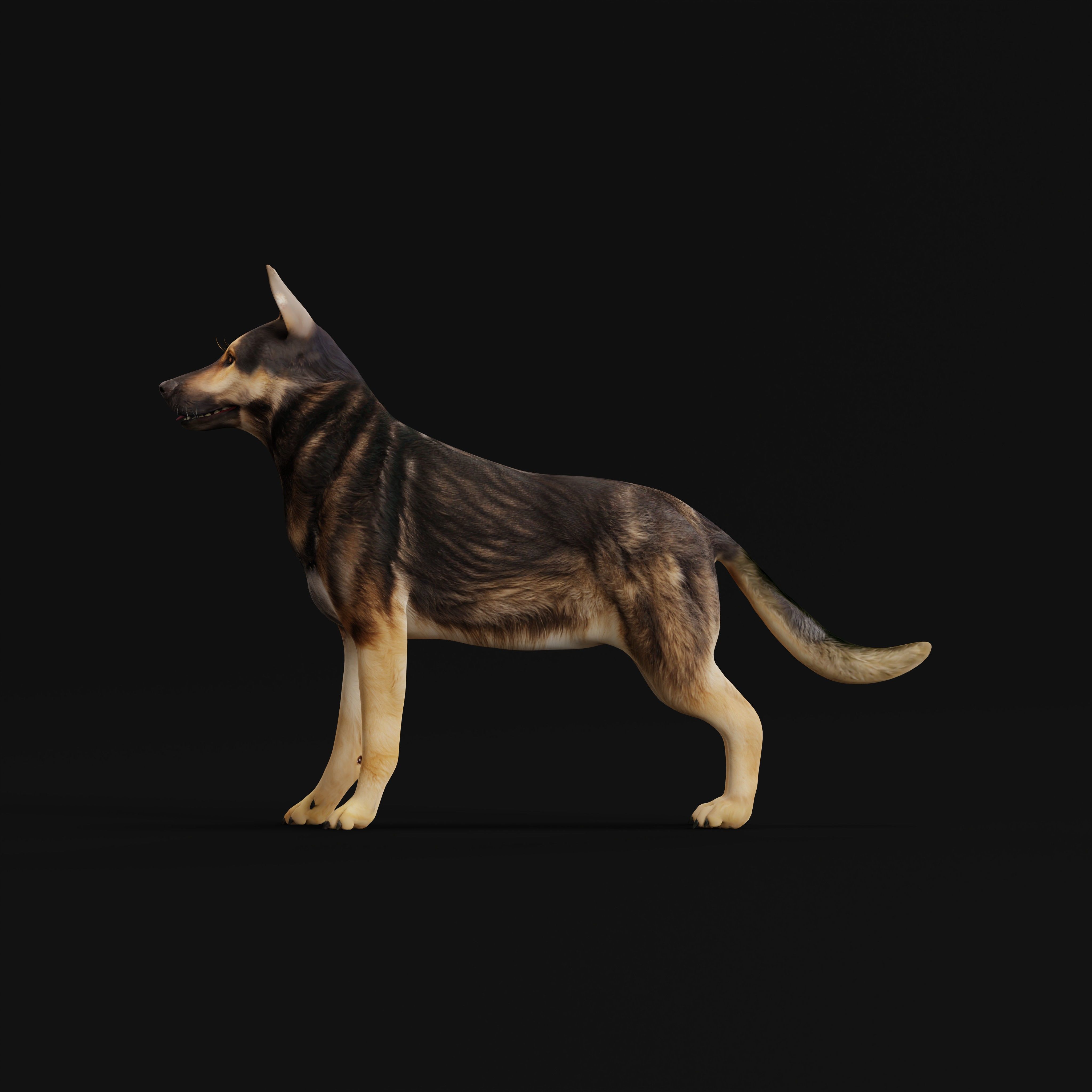 Shiloh Shepherd Dog Low-poly 3D model_8