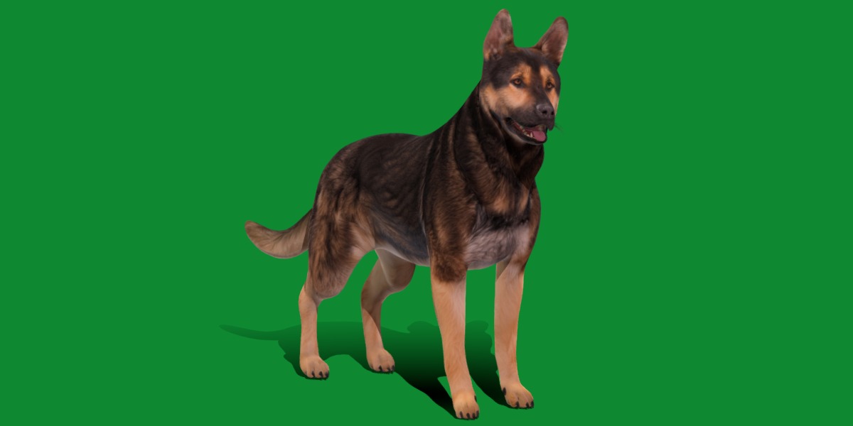 Shiloh Shepherd Dog Low-poly 3D model_12