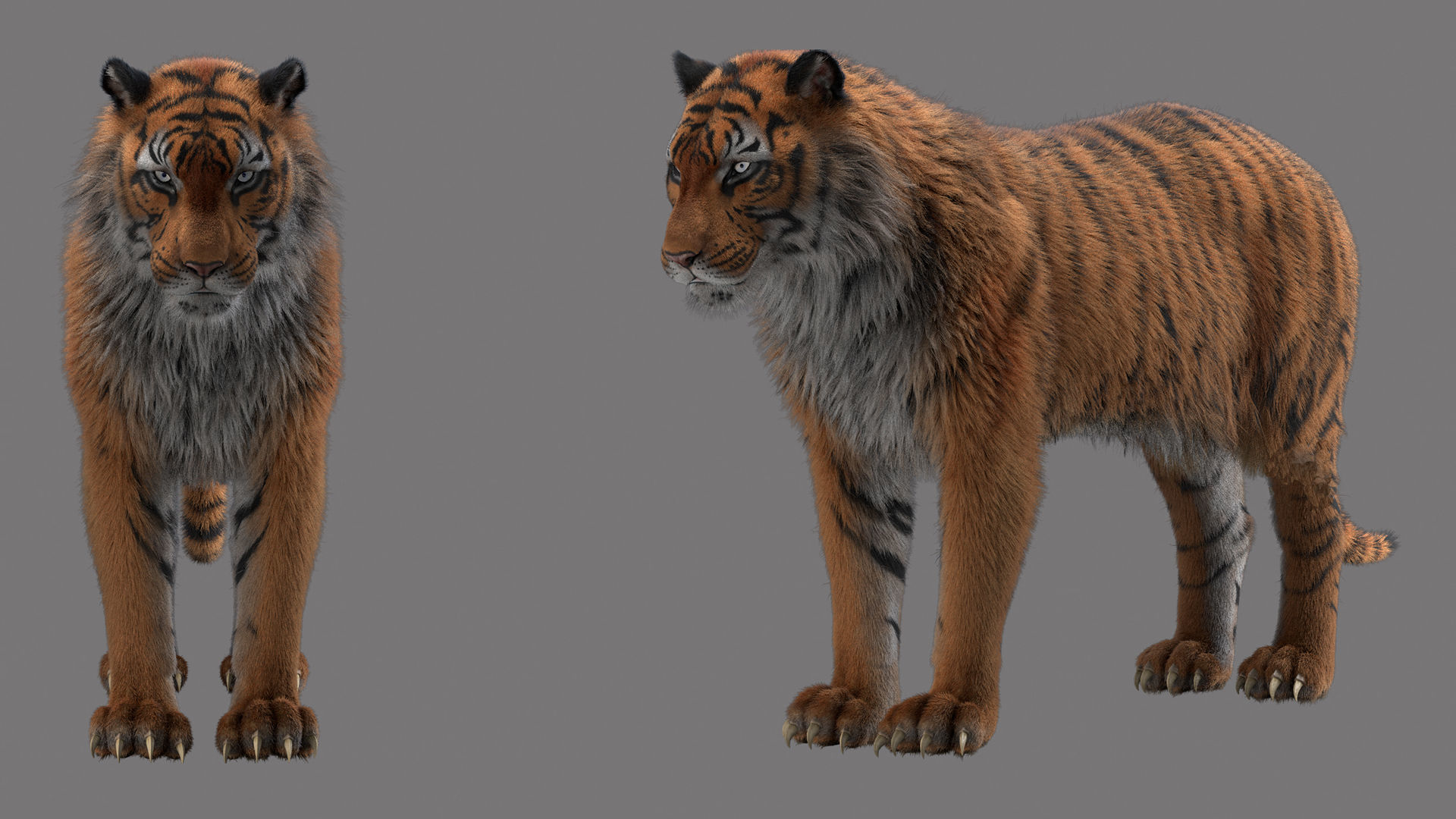 tiger 3D model_5