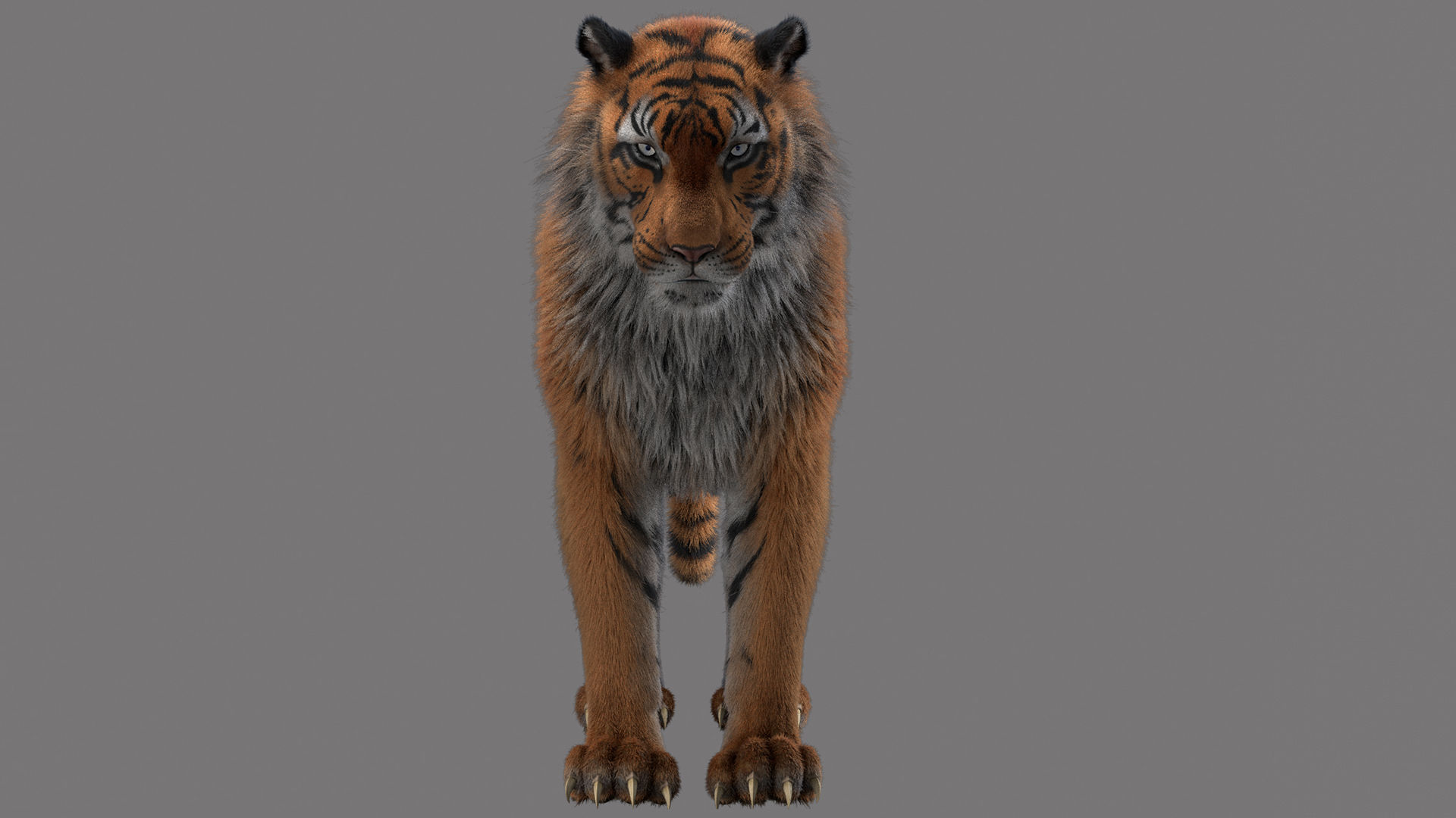 tiger 3D model_1