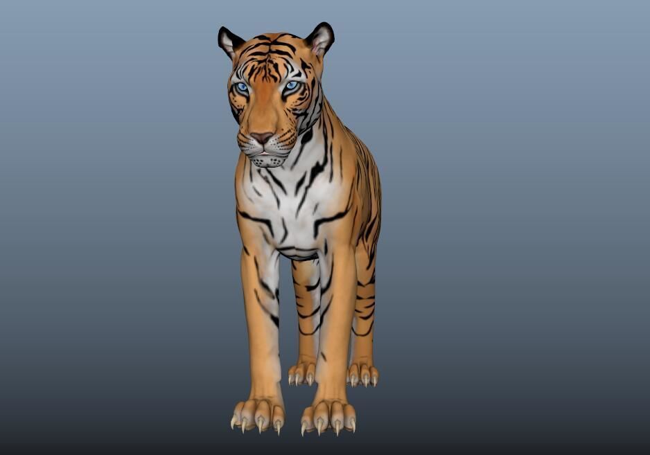 tiger 3D model_9
