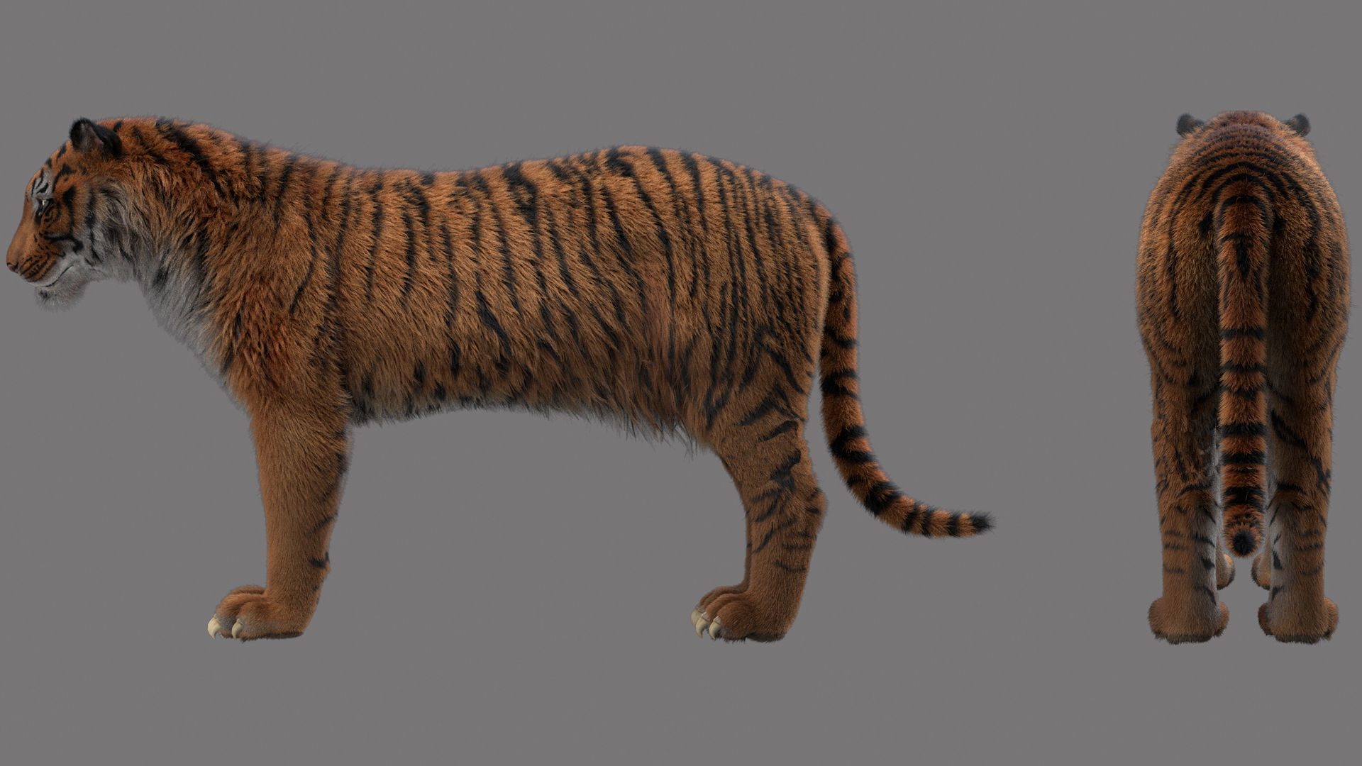 tiger 3D model_4