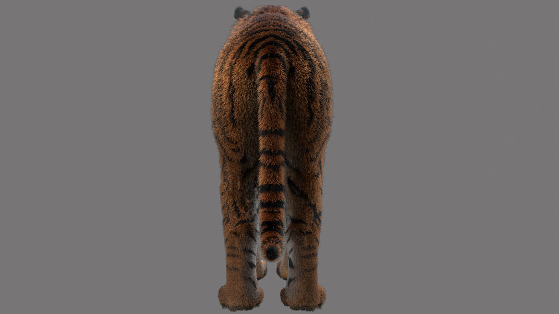 tiger 3D model_3