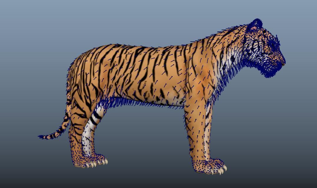 tiger 3D model_7