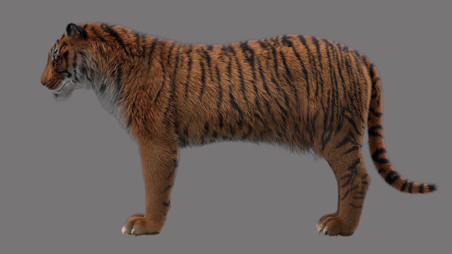 tiger 3D model_2