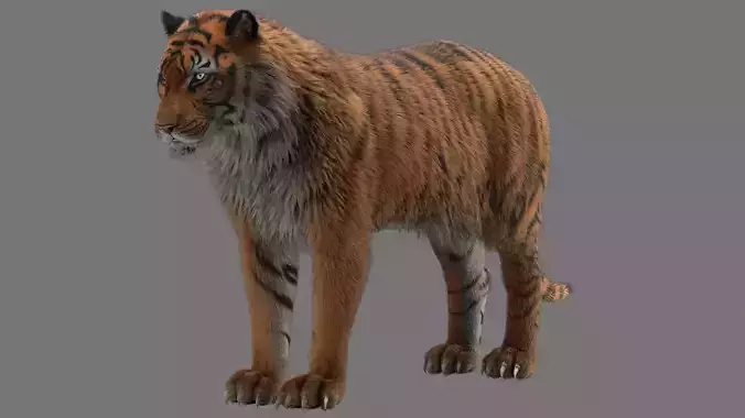 tiger 3D model