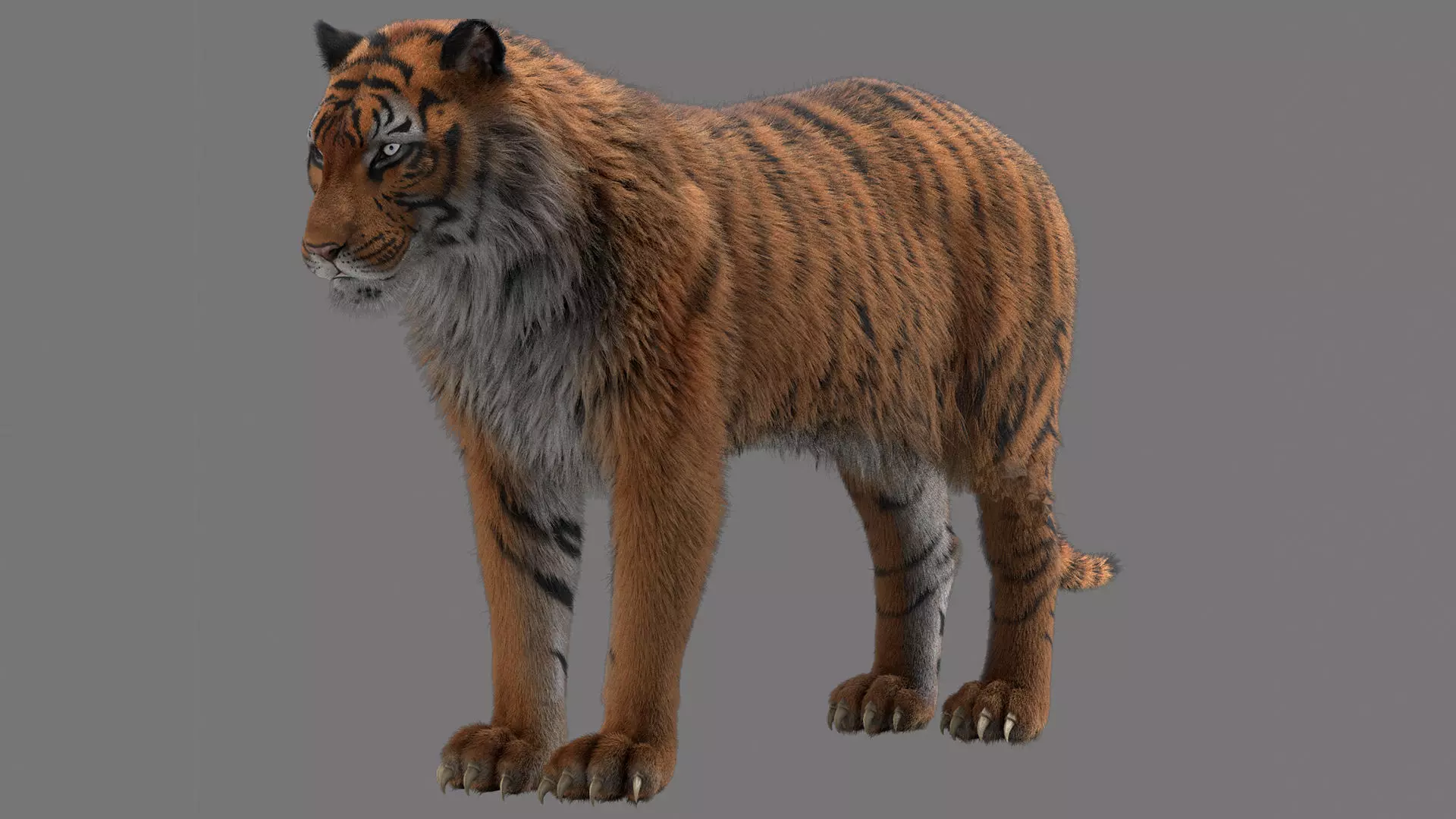 tiger 3D model_0