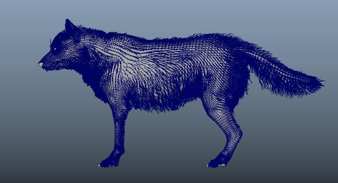 GrayWolf 3D model_8