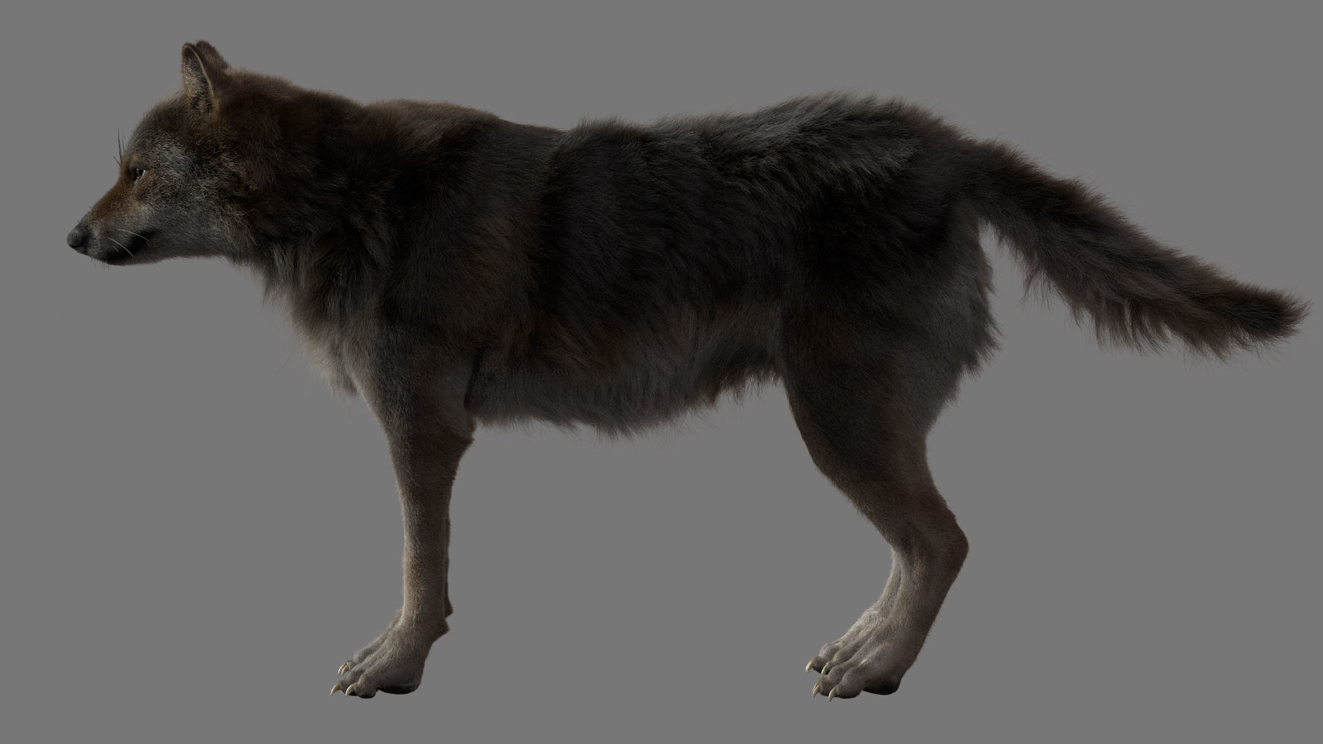 GrayWolf 3D model_1