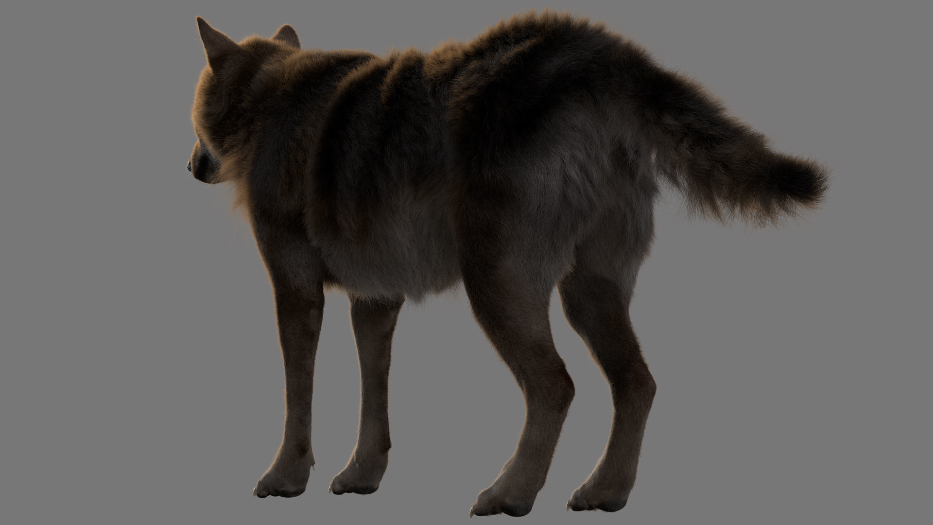 GrayWolf 3D model_2
