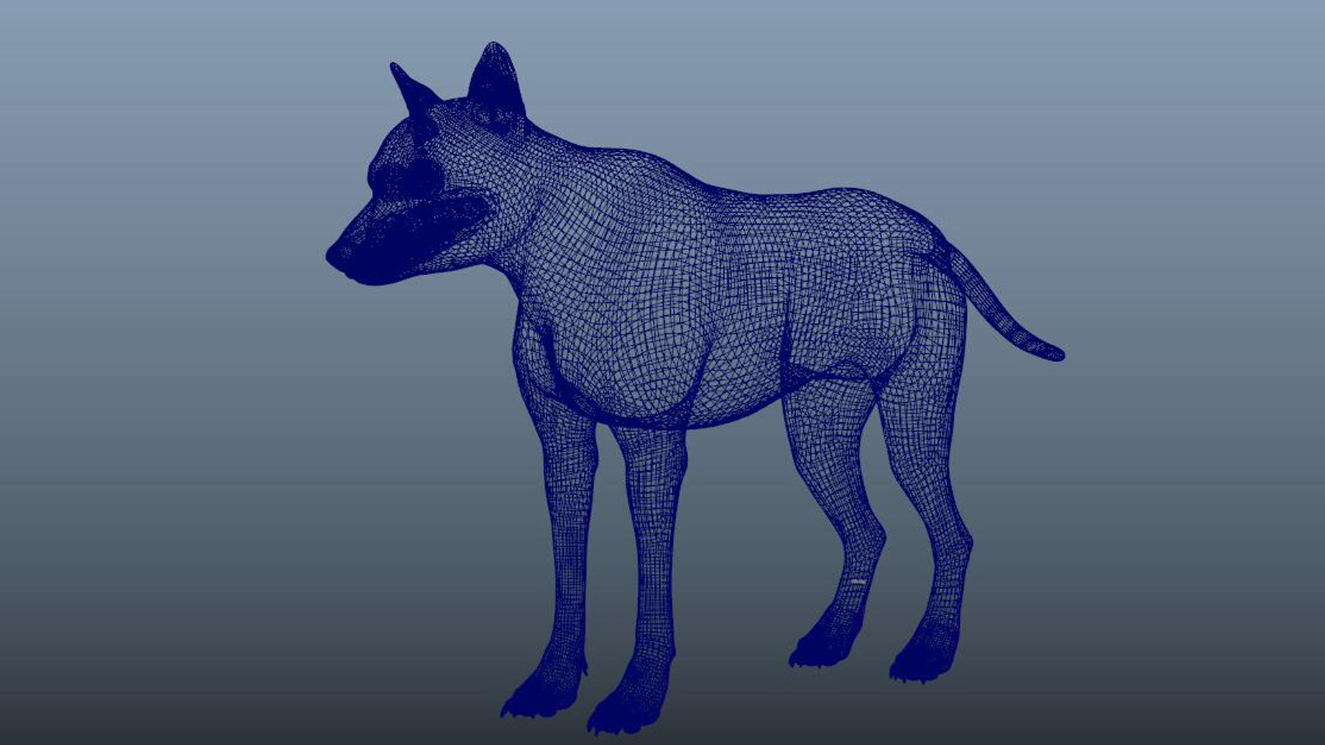 GrayWolf 3D model_11