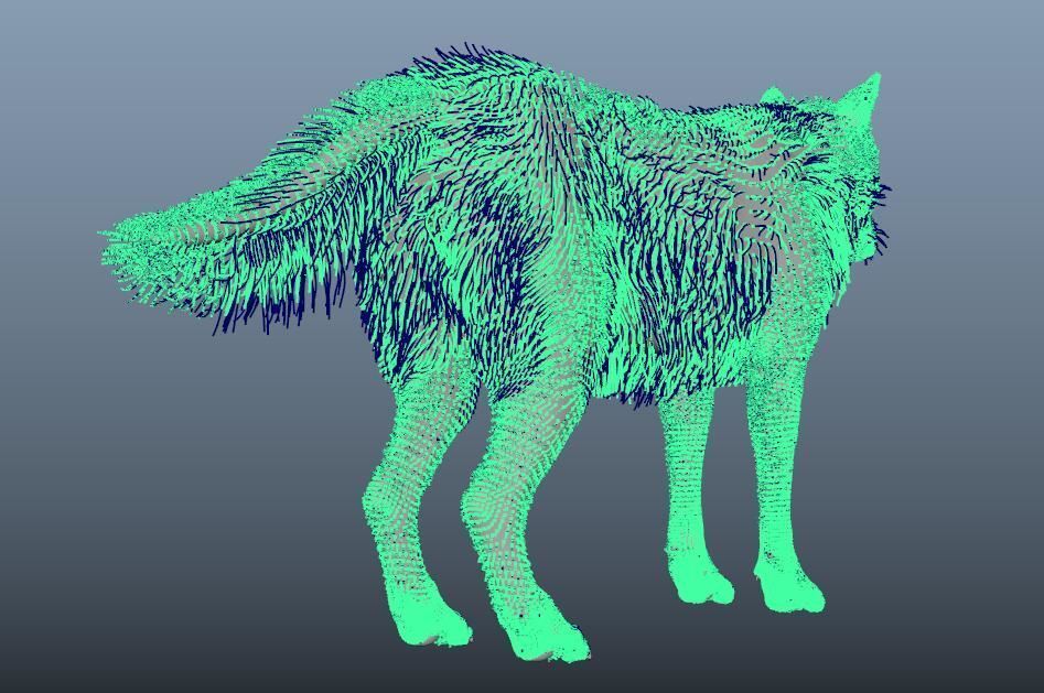 GrayWolf 3D model_9