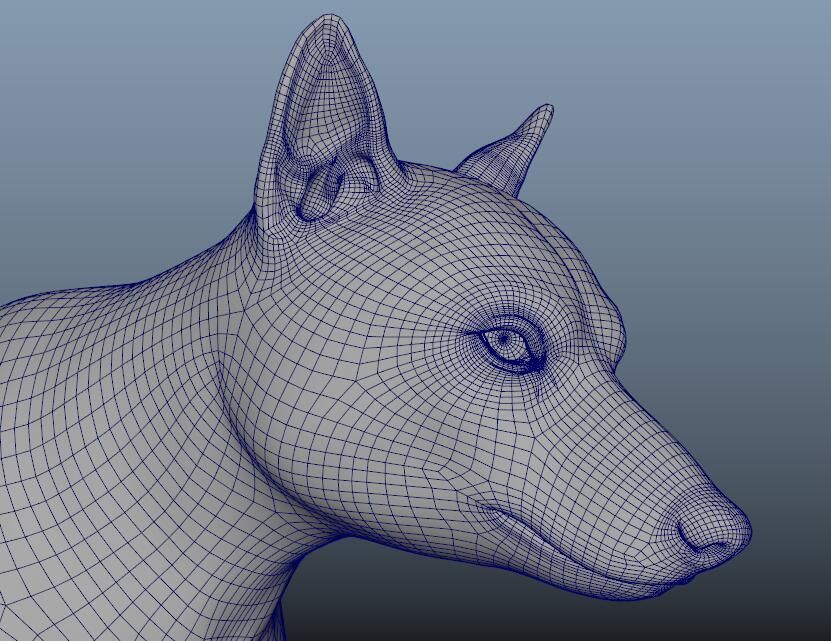 GrayWolf 3D model_10