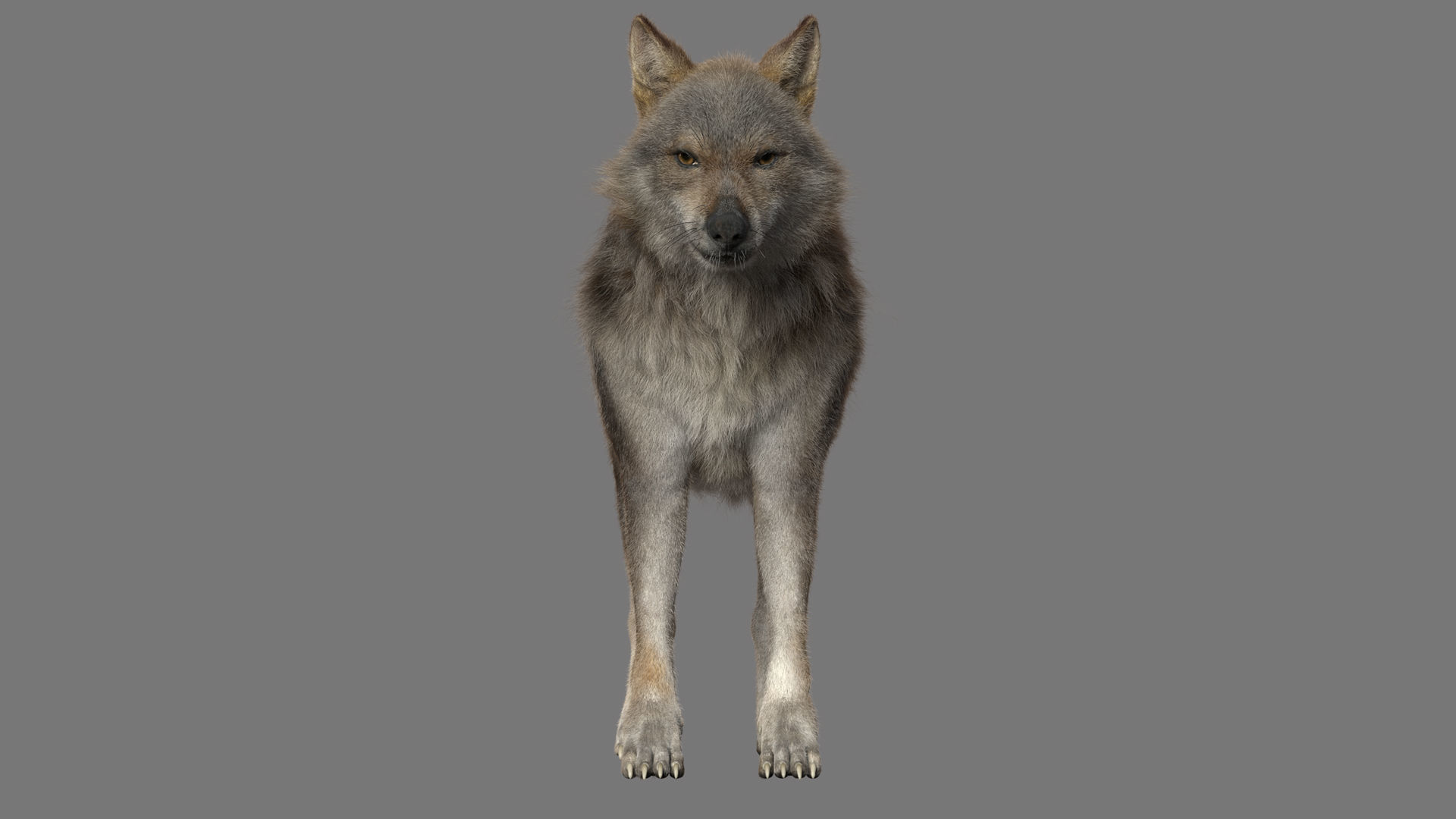 GrayWolf 3D model_3