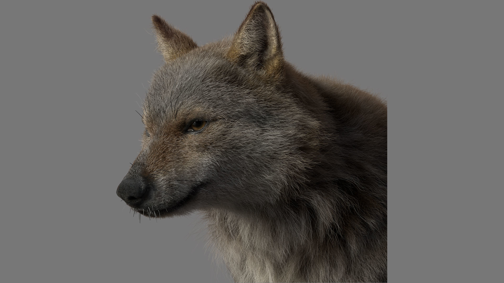 GrayWolf 3D model_4