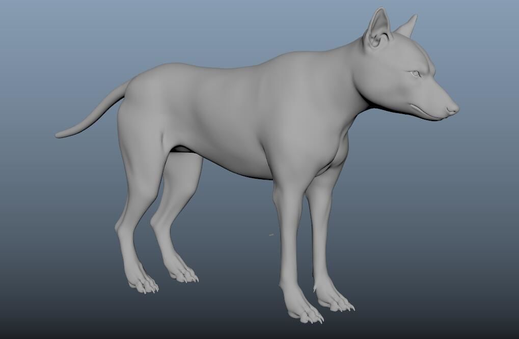 GrayWolf 3D model_12