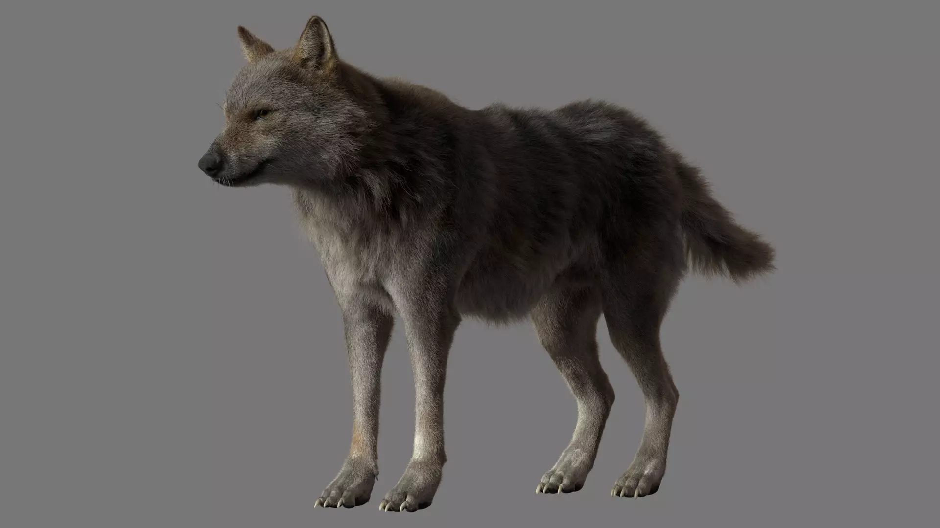 GrayWolf 3D model_0