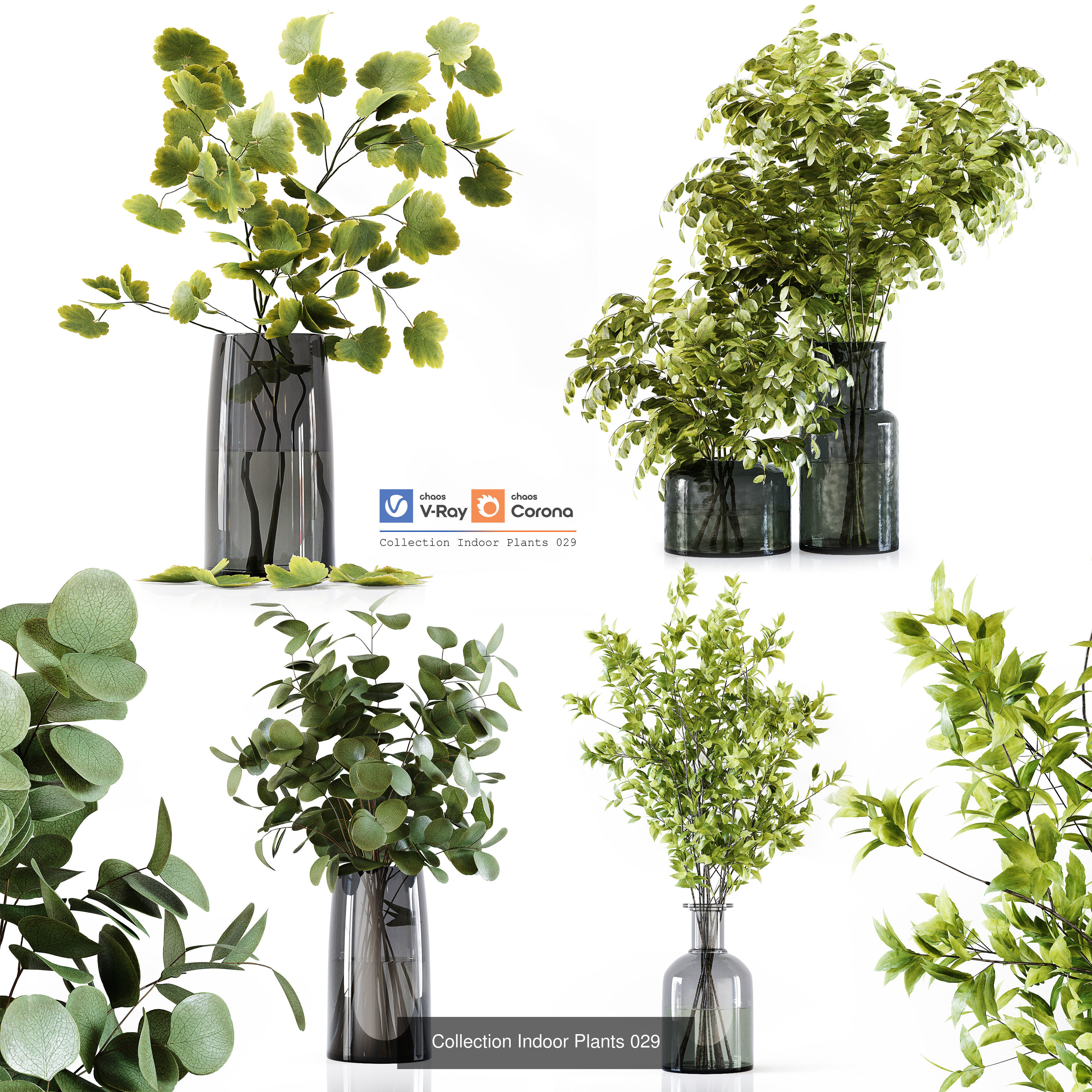 Collection Indoor Plant 01 _4