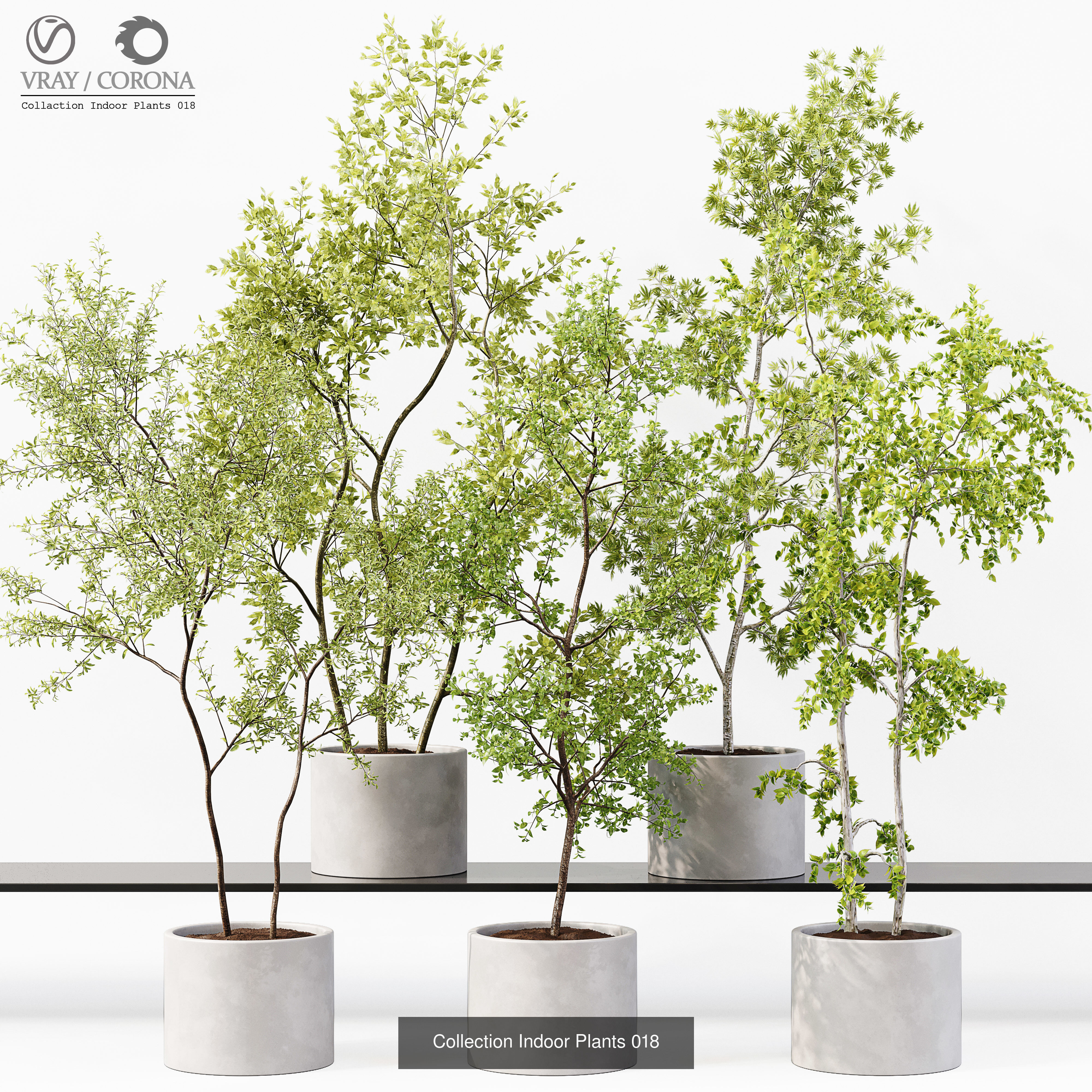 Collection Indoor Plant 01 _1