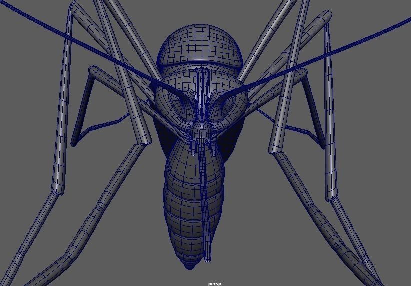 Aedes aegypti mosquito 3D model_3