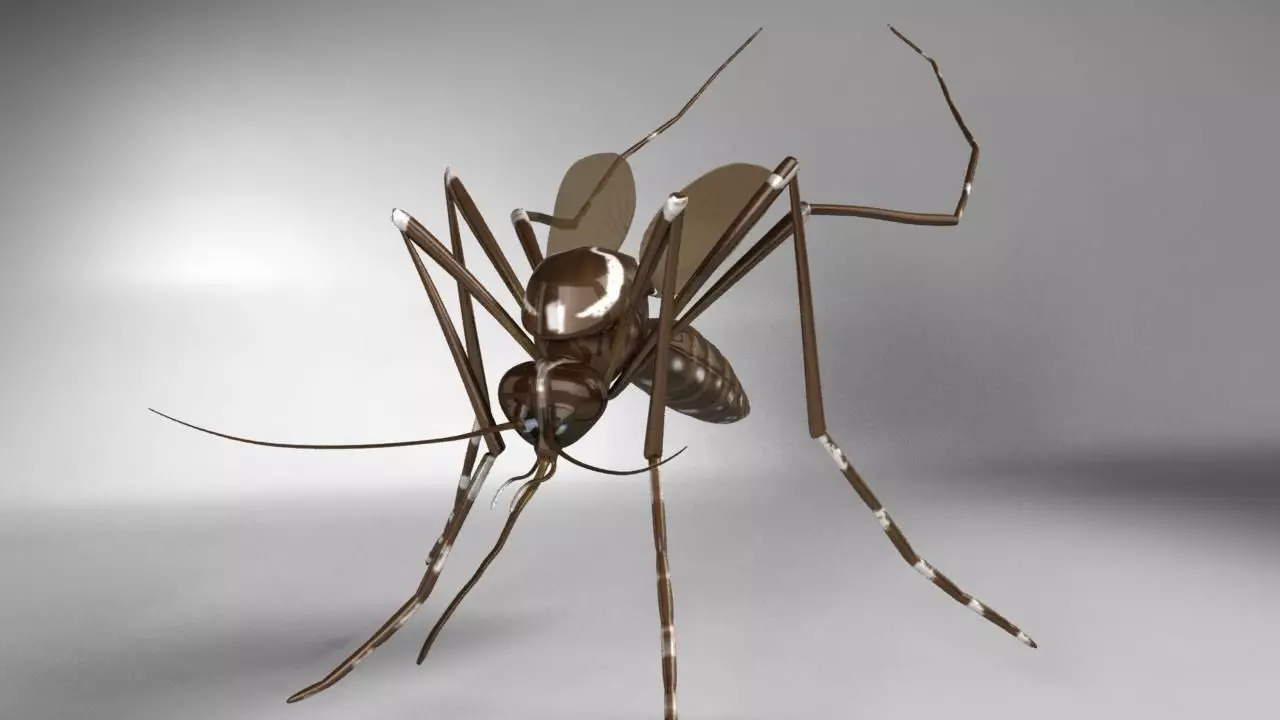 Aedes aegypti mosquito 3D model_0