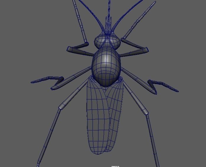 Aedes aegypti mosquito 3D model_2