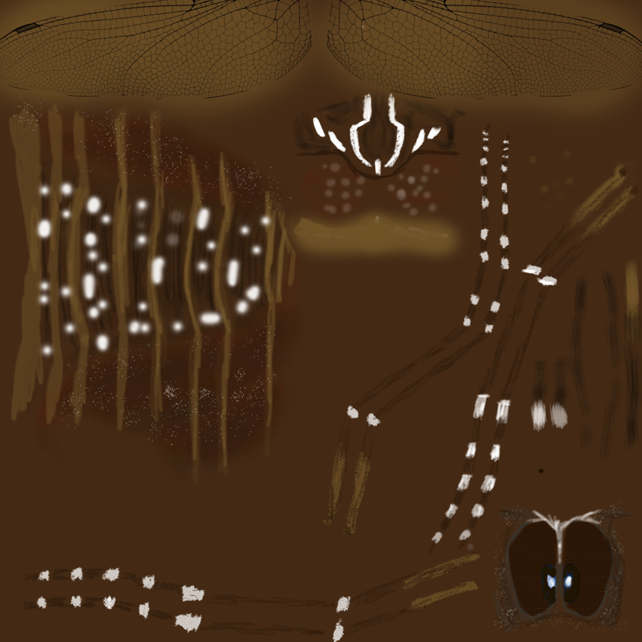 Aedes aegypti mosquito 3D model_5